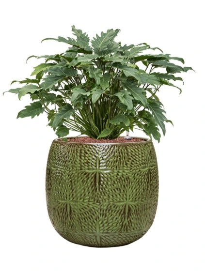 Philodendron 'Xanadu' in Marly R41cm V75cm