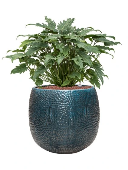 Philodendron 'Xanadu' in Marly R41cm V75cm