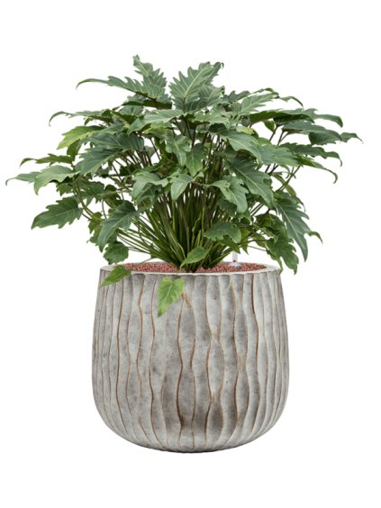 Philodendron 'Xanadu' in Wave R28cm V73cm