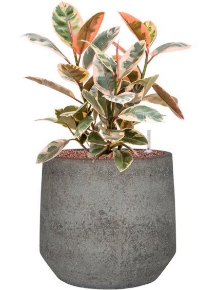 Ficus elastica 'Belize' in Cement & Stone R32cm V57cm