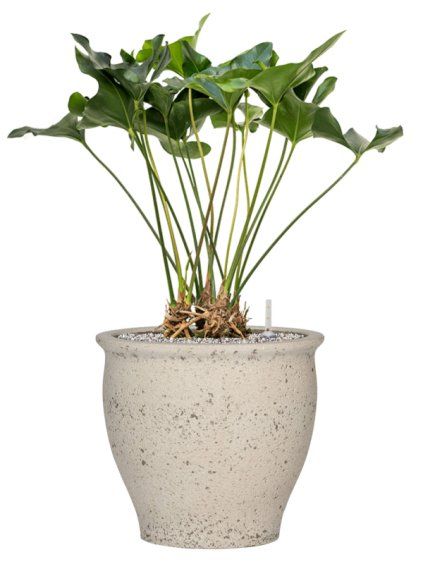 Anthurium 'Arrow' in Mediterranean R42cm V91cm
