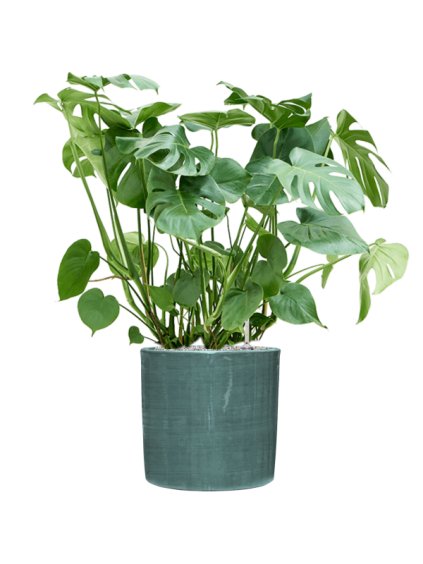 Monstera deliciosa in Plain Striped R36cm V103cm