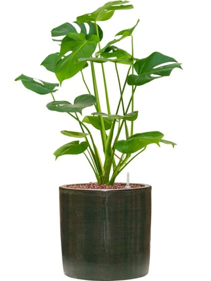 Monstera deliciosa in Plain Striped R20cm V54cm