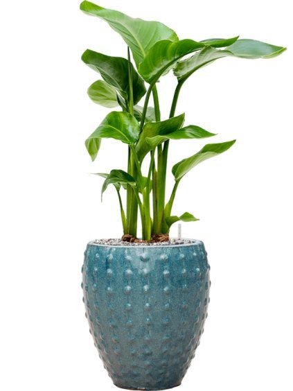 Strelitzia nicolai in Laos Mini R25cm V71cm