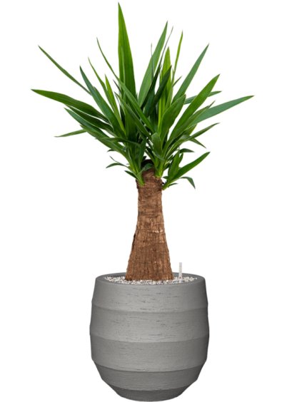 Yucca elephantipes in Bordo R30cm V92cm