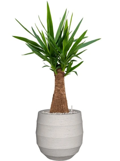 Yucca elephantipes in Bordo R30cm V92cm