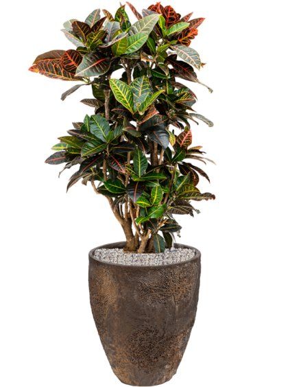 Croton (Codiaeum) variegatum 'Petra' in Oyster R33cm V98cm