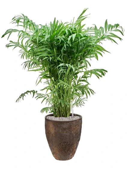 Chamaedorea elegans in Oyster R33cm V117cm