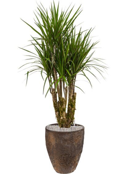 Dracaena marginata in Oyster R33cm V128cm