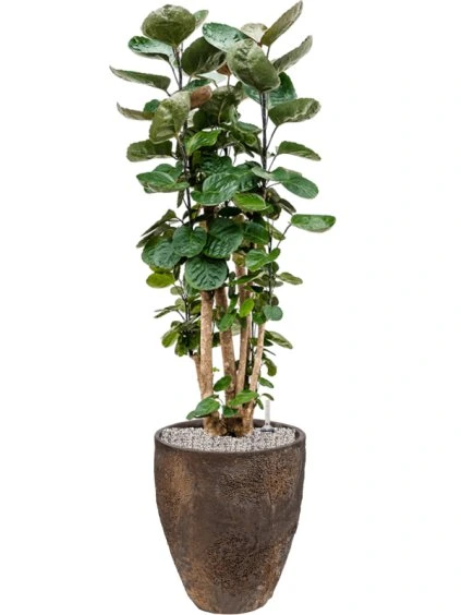 Aralia (Polyscias) 'Fabian' in Oyster R33cm V117cm