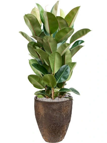 Ficus elastica 'Robusta' in Oyster R33cm V108cm