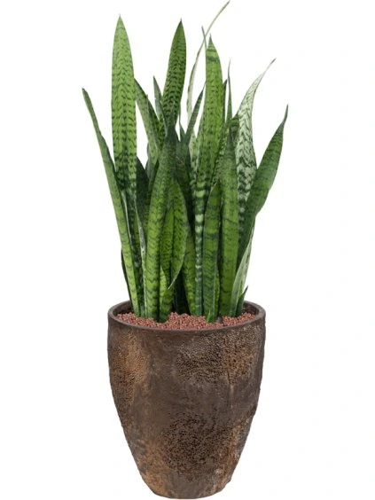 Sansevieria zeylanica in Oyster R33cm V90cm