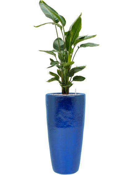 Strelitzia nicolai in Plain R36cm V148cm