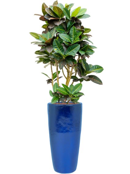 Croton (Codiaeum) variegatum 'Petra' in Plain R36cm V168cm