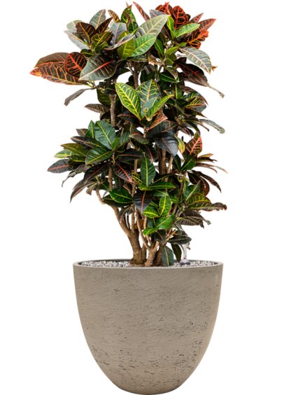 Croton (Codiaeum) variegatum 'Petra' in Rough R39cm V95cm