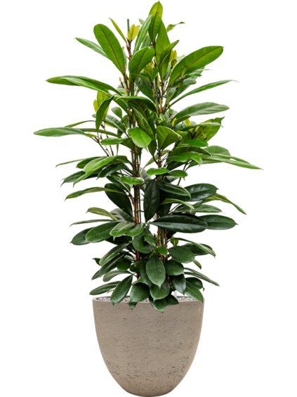 Ficus cyathistipula in Rough R39cm V128cm