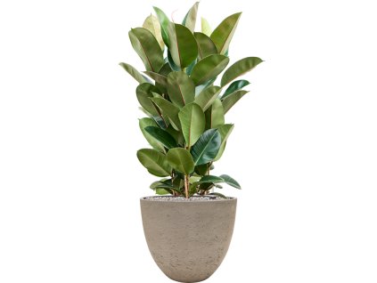 Ficus elastica 'Robusta' in Rough R39cm V105cm