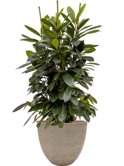 Ficus cyathistipula in Rough R39cm V118cm