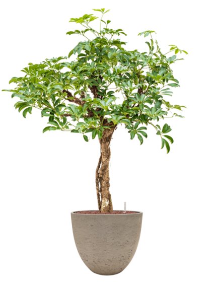 Schefflera arboricola 'Compacta' in Rough R39cm V134cm