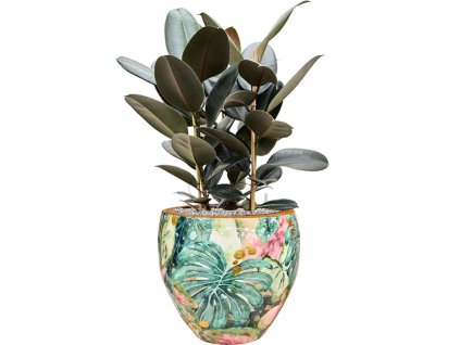 Ficus elastica 'Abidjan' in Thom Designed By Lammie R40cm V90cm