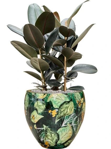 Ficus elastica 'Abidjan' in Thom Designed By Lammie R40cm V90cm