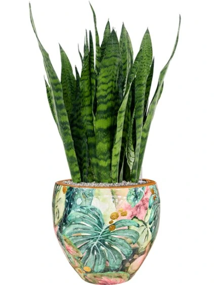 Sansevieria zeylanica in Thom Designed By Lammie R40cm V98cm