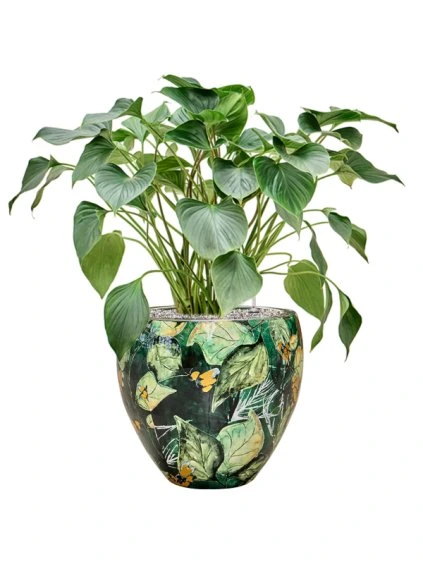 Homalomena 'Emerald Gem' in Thom Designed By Lammie R40cm V83cm