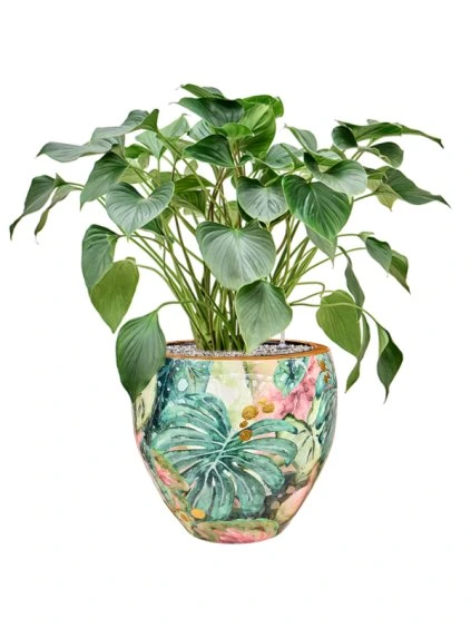Homalomena 'Emerald Gem' in Thom Designed By Lammie R40cm V83cm