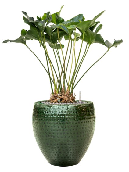 Anthurium 'Arrow' in Thom R40cm V91cm