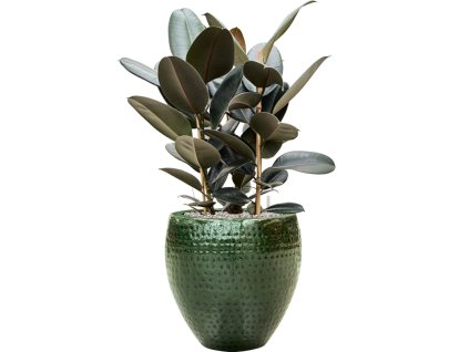 Ficus elastica 'Abidjan' in Thom R40cm V90cm