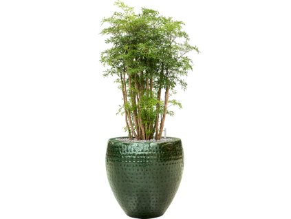Aralia (Polyscias) 'Ming' in Thom R40cm V98cm