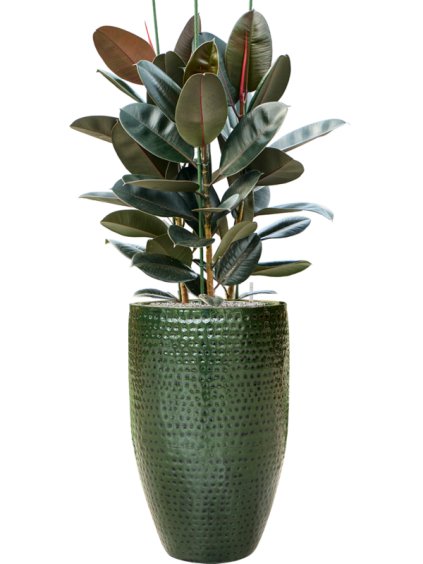 Ficus elastica 'Abidjan' in Thom R44cm V147cm