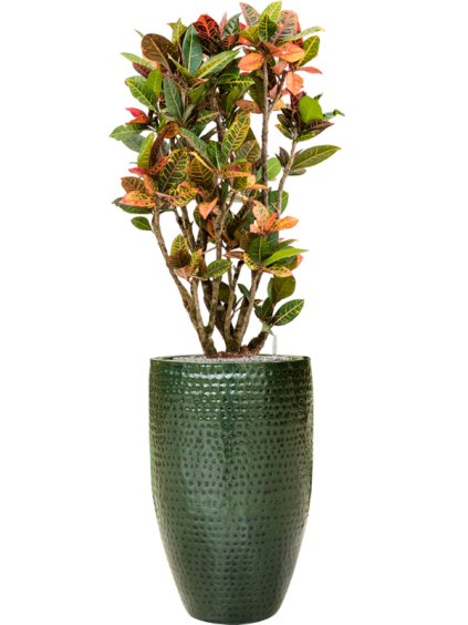 Croton (Codiaeum) variegatum 'Petra' in Thom R44cm V159cm