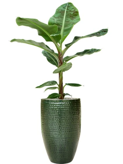 Musa 'Dwarf Cavendish' in Thom R44cm V170cm