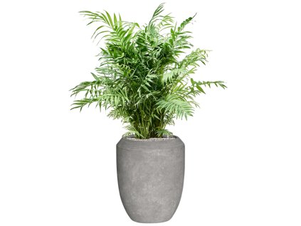 Chamaedorea elegans in Baq Polystone Coated Plain R27cm V135cm