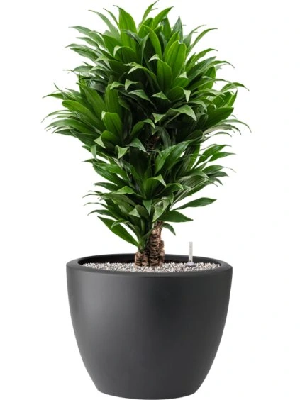 Dracaena fragrans 'Compacta' in Pure® R39cm V84cm