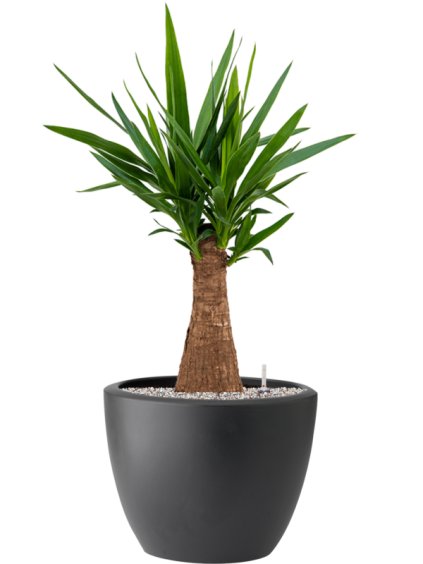 Yucca elephantipes in Pure® R39cm V92cm