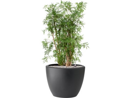 Aralia (Polyscias) 'Ming' in Pure® R39cm V88cm