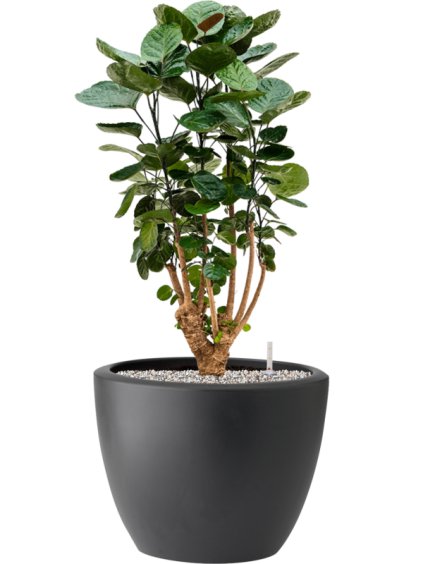 Aralia (Polyscias) 'Fabian' in Pure® R39cm V84cm