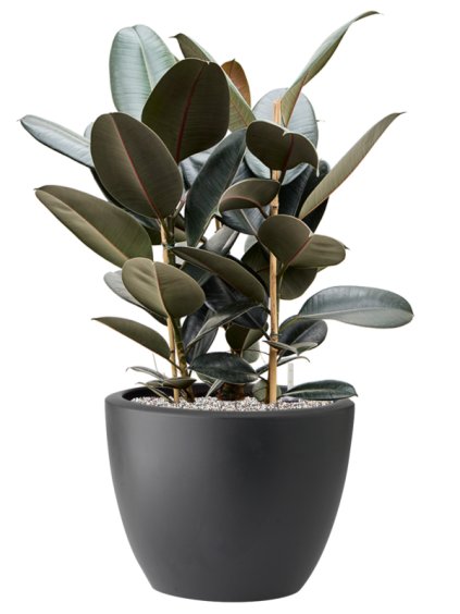 Ficus elastica 'Abidjan' in Pure® R39cm V83cm