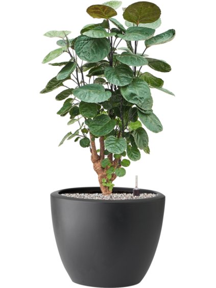 Aralia (Polyscias) 'Fabian' in Pure® R39cm V88cm