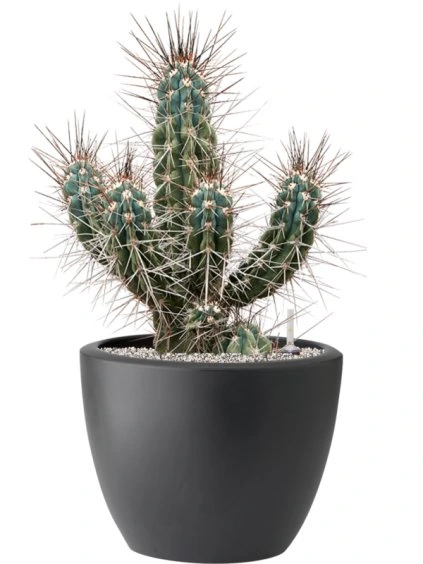 Stetsonia coryne in Pure® R39cm V76cm