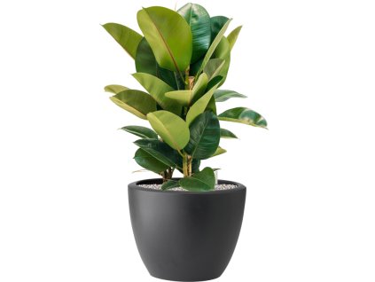 Ficus elastica 'Robusta' in Pure® R39cm V83cm