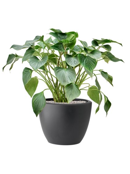 Homalomena 'Emerald Gem' in Pure® R39cm V76cm