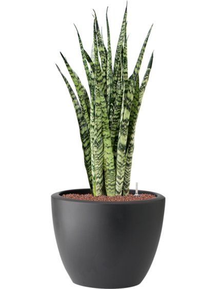Sansevieria zeylanica in Pure® R39cm V89cm