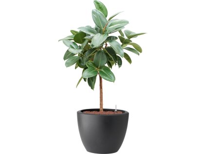 Ficus elastica 'Robusta' in Pure® R49cm V124cm