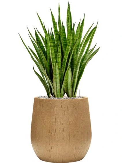 Sansevieria kirkii in Baq Raindrop R32cm V77cm