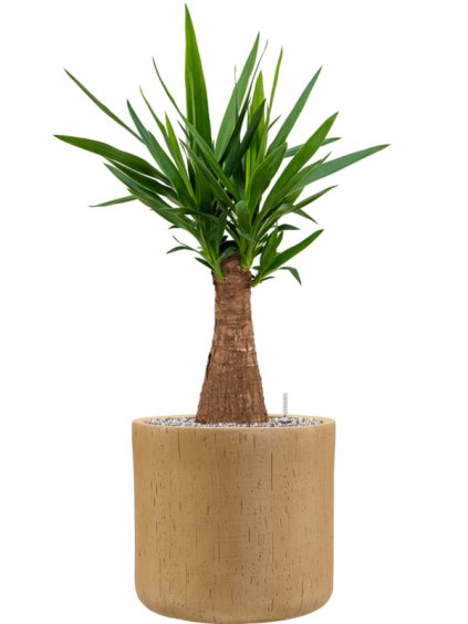 Yucca elephantipes in Baq Raindrop R34cm V95cm