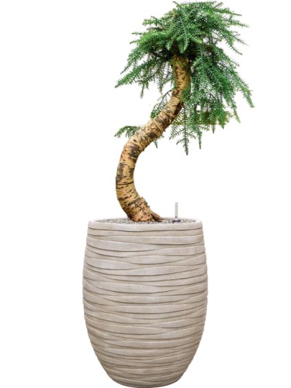 Araucaria cunninghamii in Baq Tornado R49cm V138cm