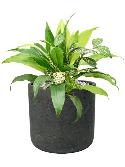 Dracaena bright in Rough R18cm V34cm